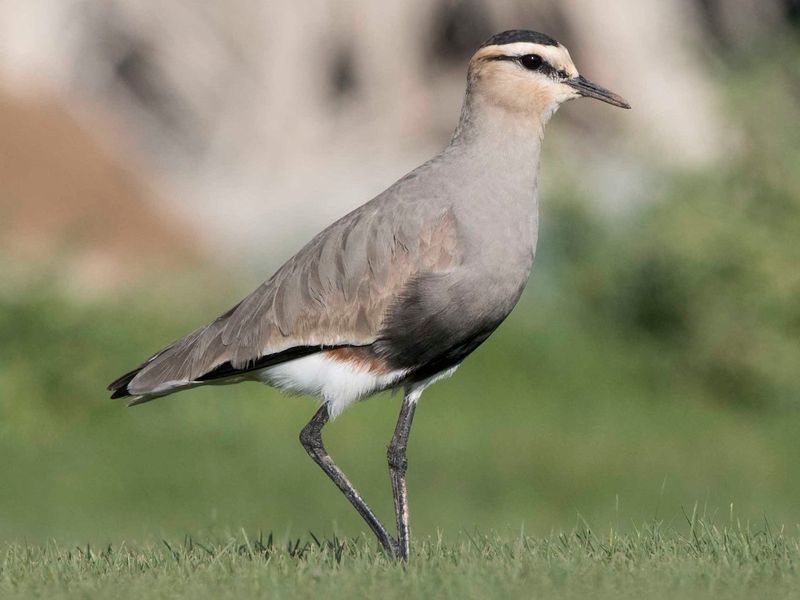 Sociable Lapwing