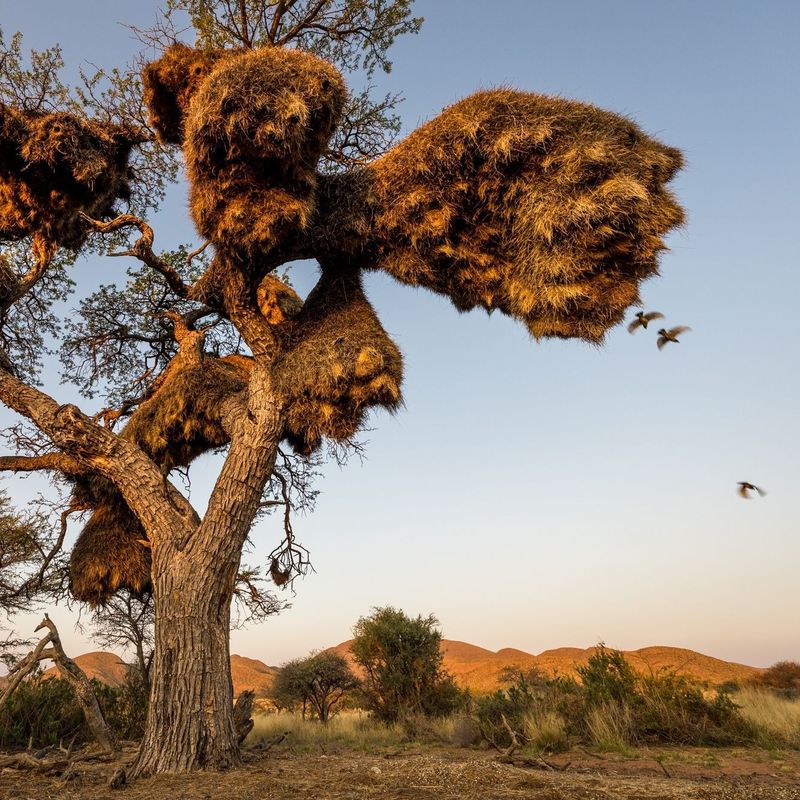 Sociable Weaver Birds