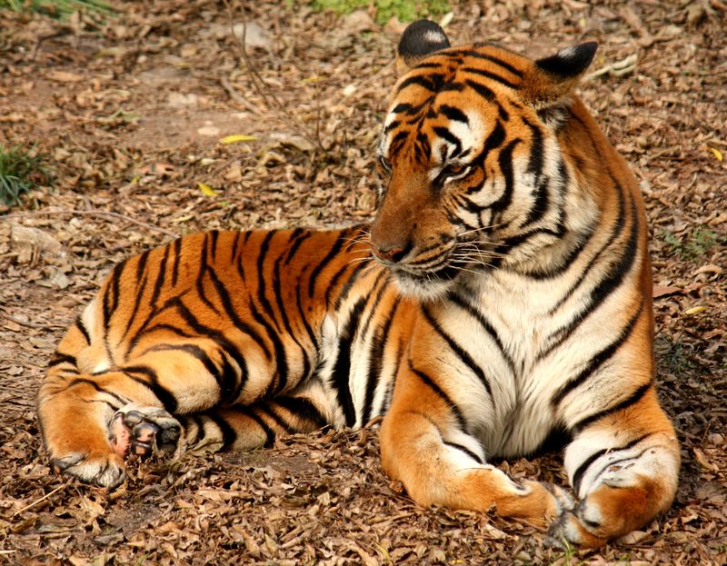 South China Tiger (Endangered)