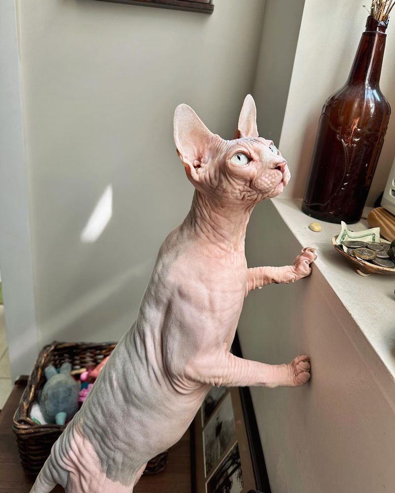 Sphynx