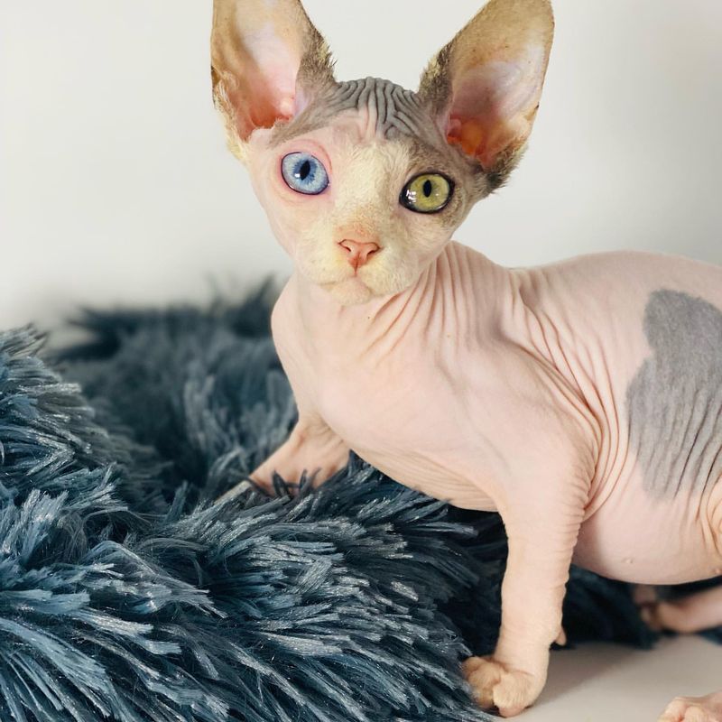 Sphynx