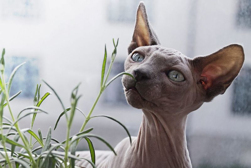 Sphynx