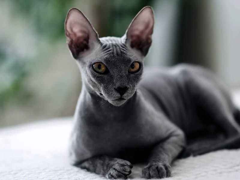 Sphynx