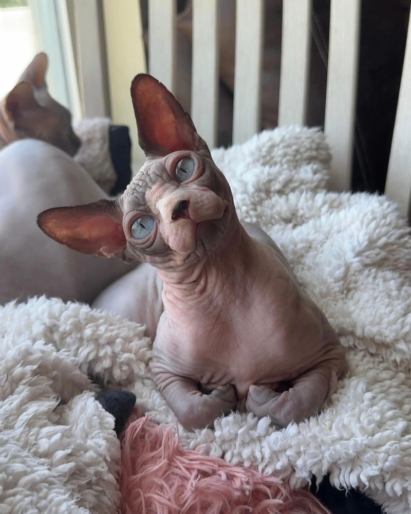 Sphynx