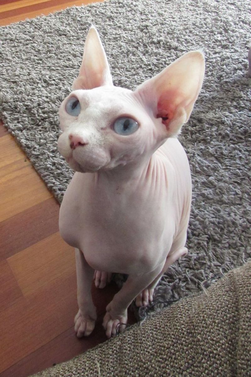 Sphynx Cat