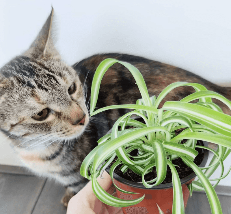 Spider Plant