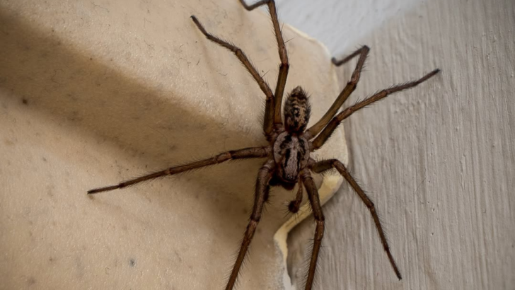 Spider-Proof Your Space with These 9 Smells They Can’t Tolerate