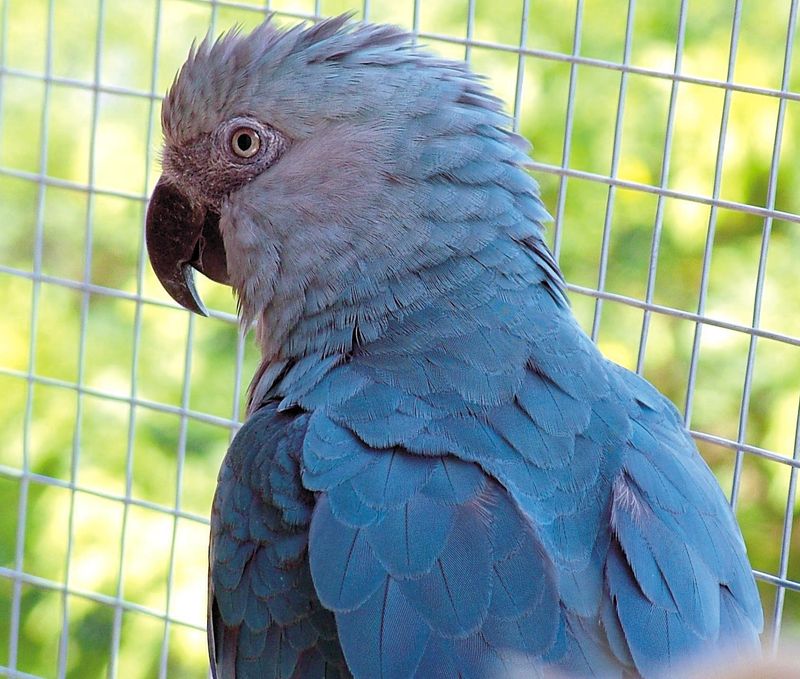 Spix's Macaw