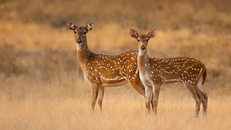 Sri Lanka's Yala National Park