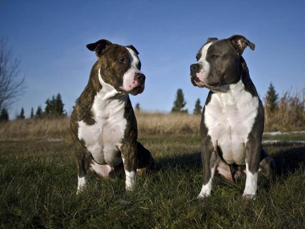 Curious About Pit Bulls? Get to Know the 10 Types You Can Own and Why They Make Outstanding Pets