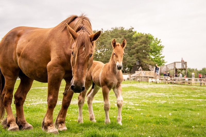 Suffolk Punch