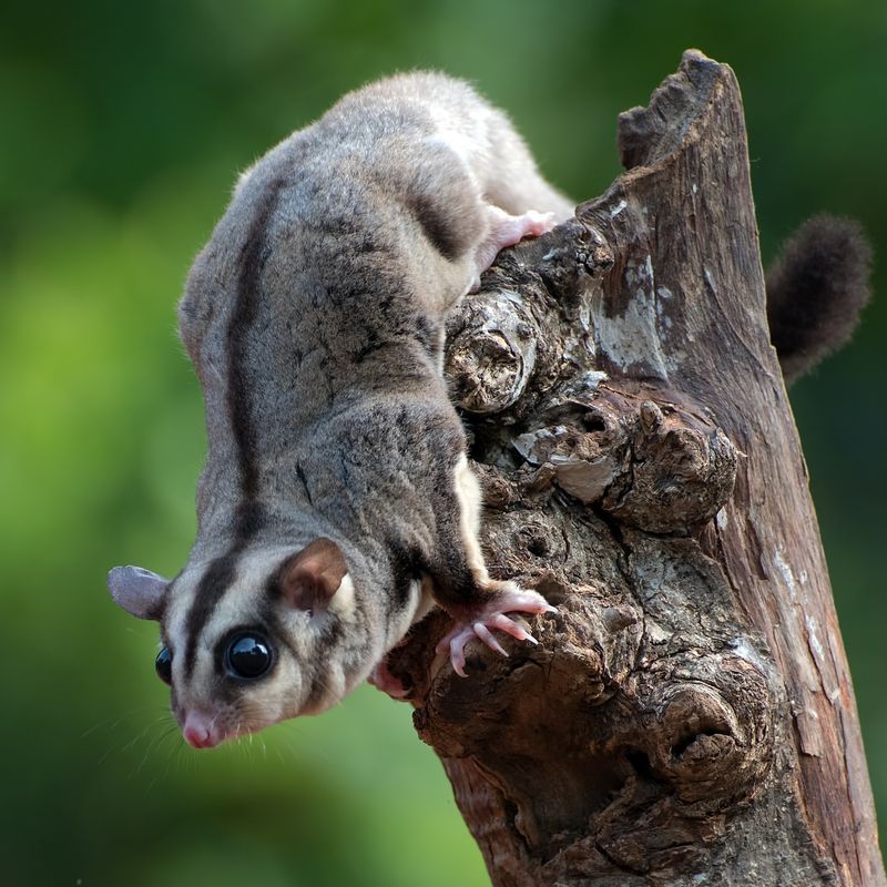 Sugar Glider