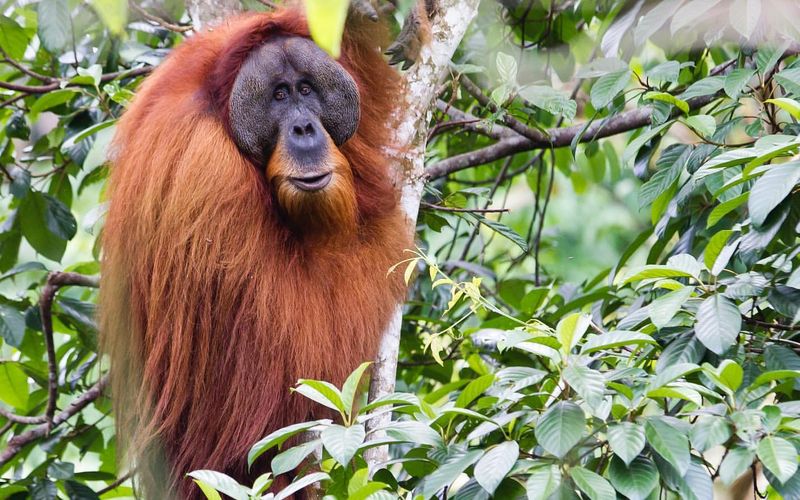 Sumatran Orangutan