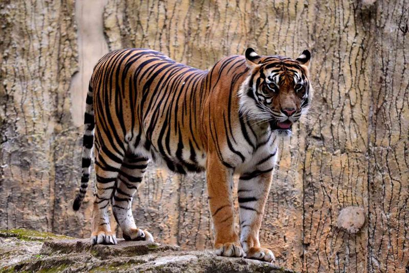 Sumatran Tiger (Endangered)