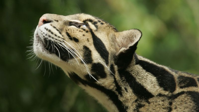 Sunda Clouded Leopard