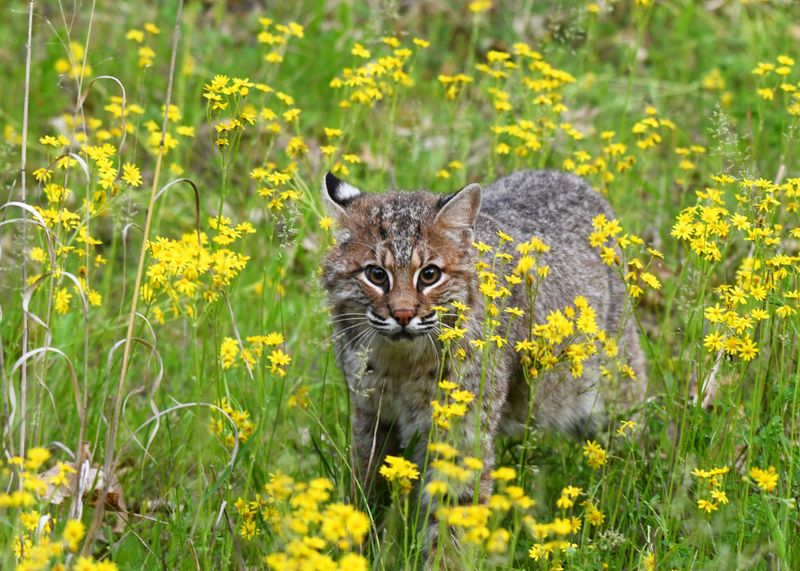 Supporting Pollinator Populations