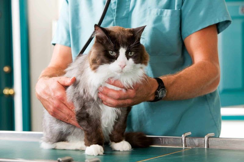 Take your cat for regular vet check-ups