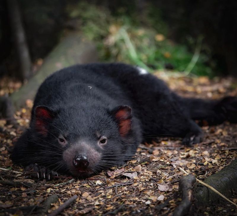 Tasmanian Devil