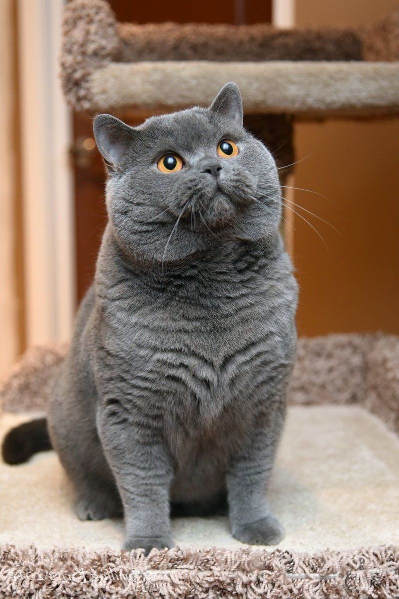 Taurus: British Shorthair