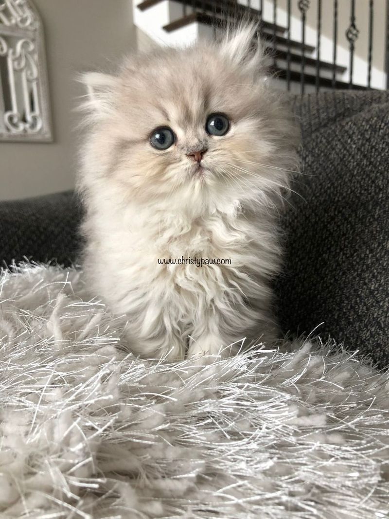 Teacup Persian