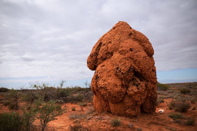 Termites