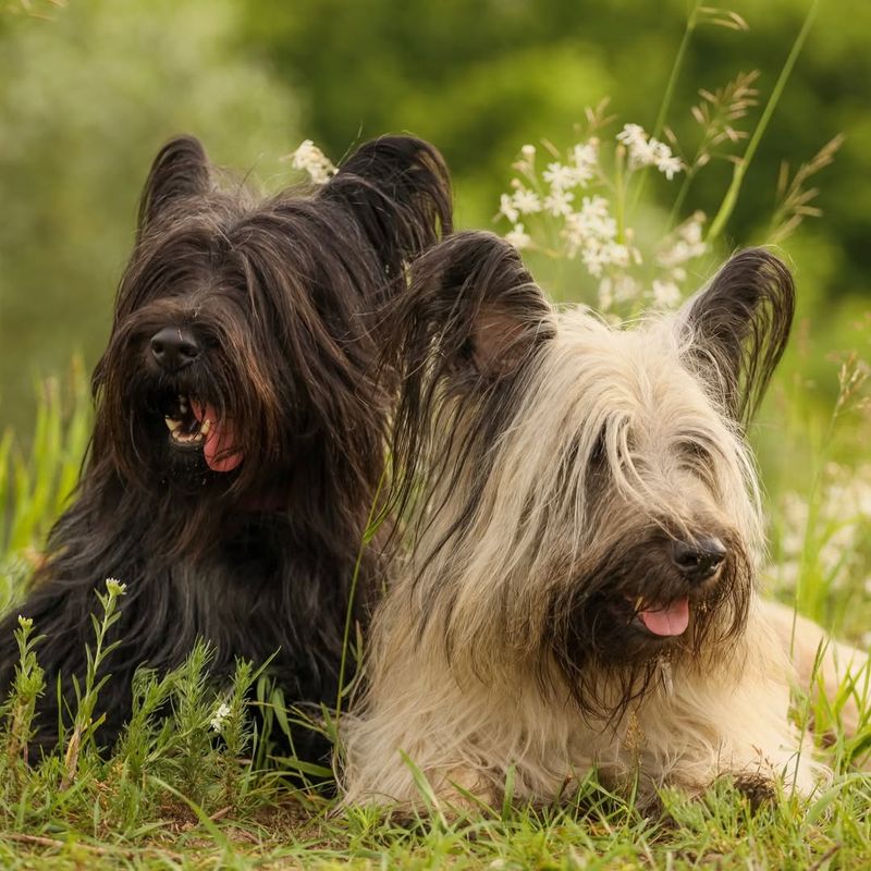 The 10 Most Endangered Dog Breeds That At Risk Of Disappearing Forever