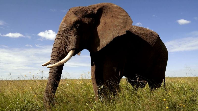 The 10 Most Powerful Animals on Earth (and Where to Find Them)