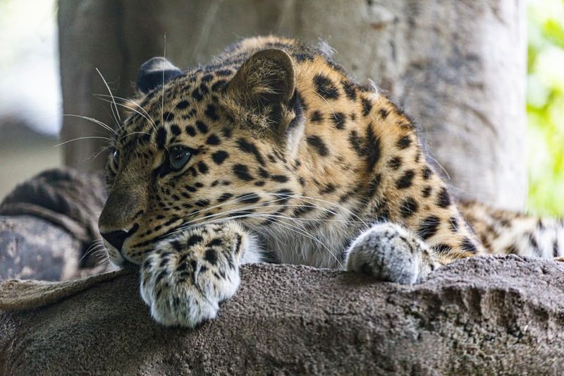 The 10 Most Vulnerable Wild Animals Fighting Against Extinction