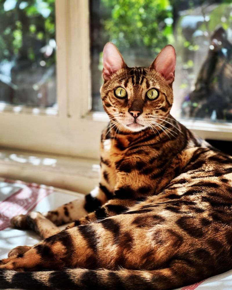 The 11 Most Beloved Cat Breeds Around the World (And Why)