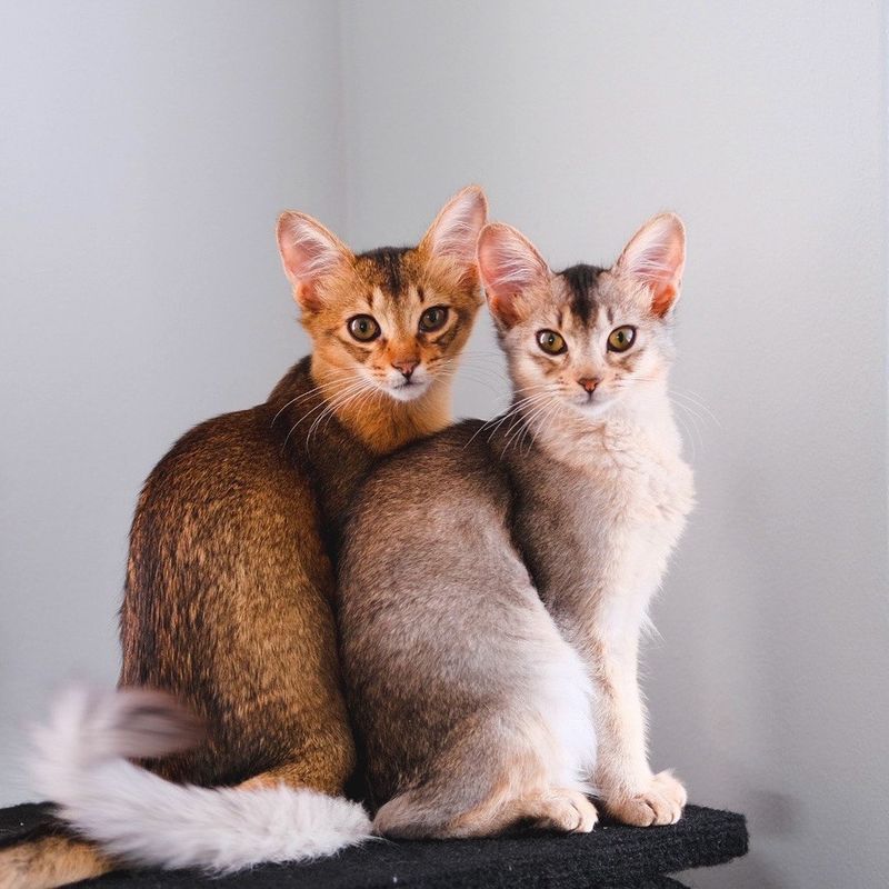 The 11 Most Beloved Cat Breeds Around the World (And Why)