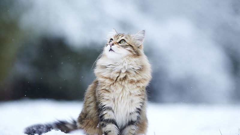 The 11 Most Beloved Cat Breeds Around the World (And Why)