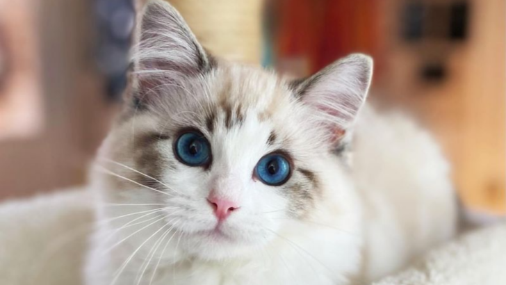 The 11 Most Beloved Cat Breeds Around the World (And Why)