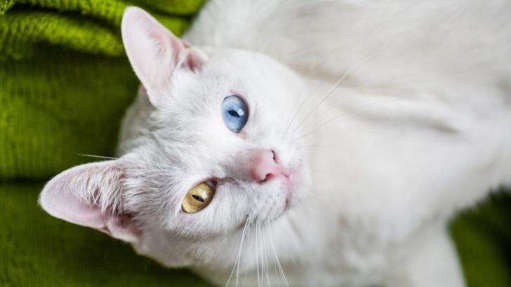 The 12 Most Unusual and Unique Cat Breeds You Need to Know About