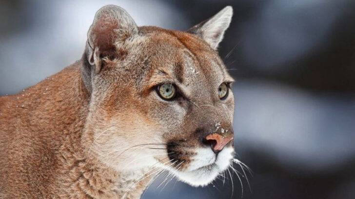 The 13 Biggest Wild Cats in the World by Weight