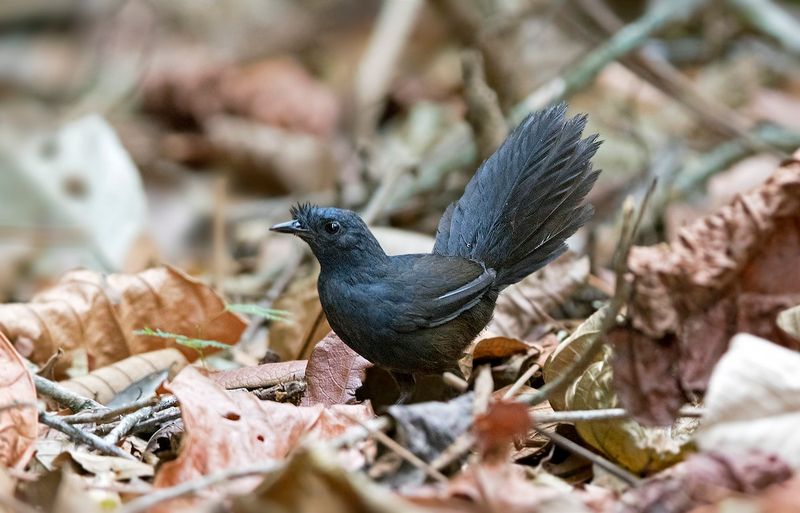 The 13 Rarest Birds Alive and Where to Find Them Today