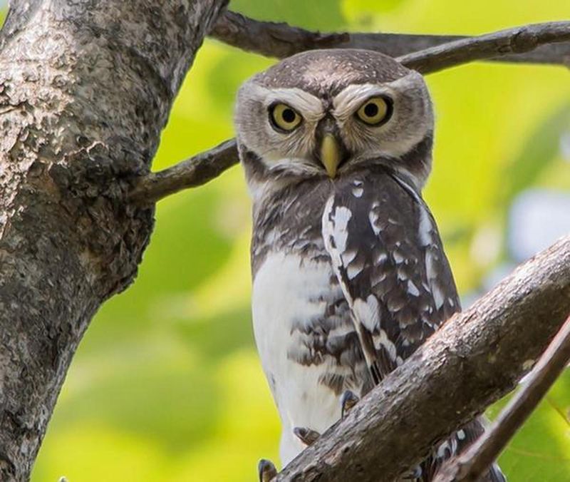 The 13 Rarest Birds Alive and Where to Find Them Today