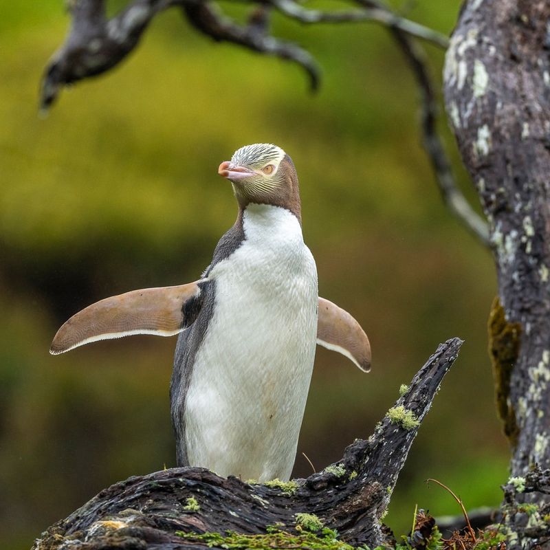 The 13 Rarest Birds Alive and Where to Find Them Today