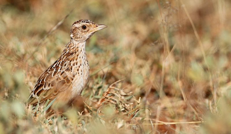 The 13 Rarest Birds Alive and Where to Find Them Today