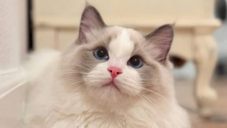 The 15 Longest-Living Cat Breeds Revealed by an Expert — Meet the Feline Longevity Champions