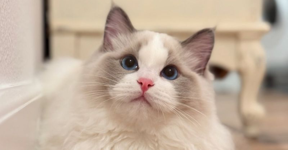 The 15 Longest-Living Cat Breeds Revealed by an Expert — Meet the Feline Longevity Champions