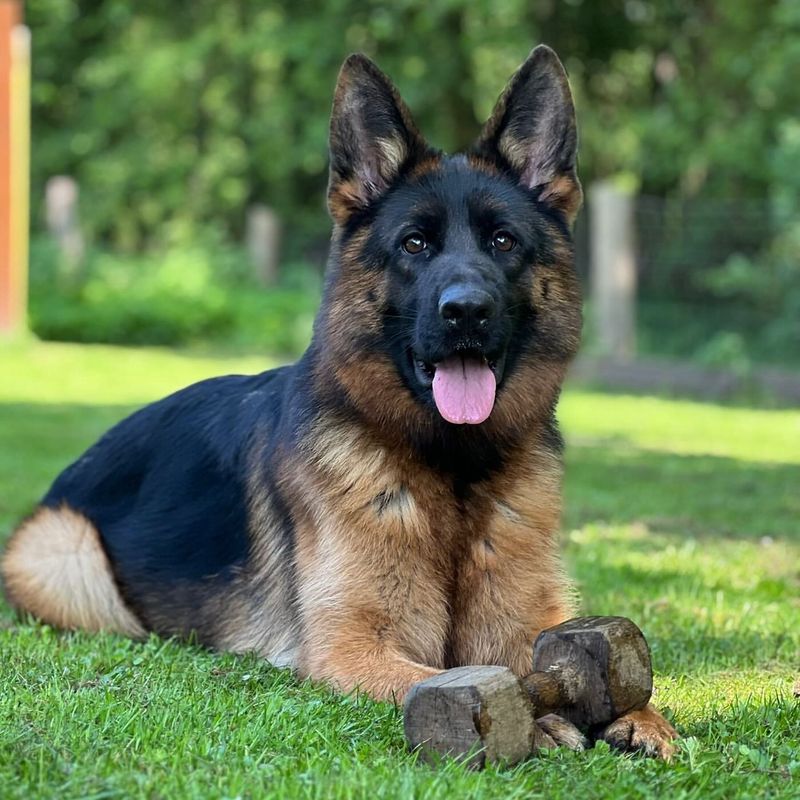 The 5 Hardest and 5 Easiest Dogs Breeds to Train