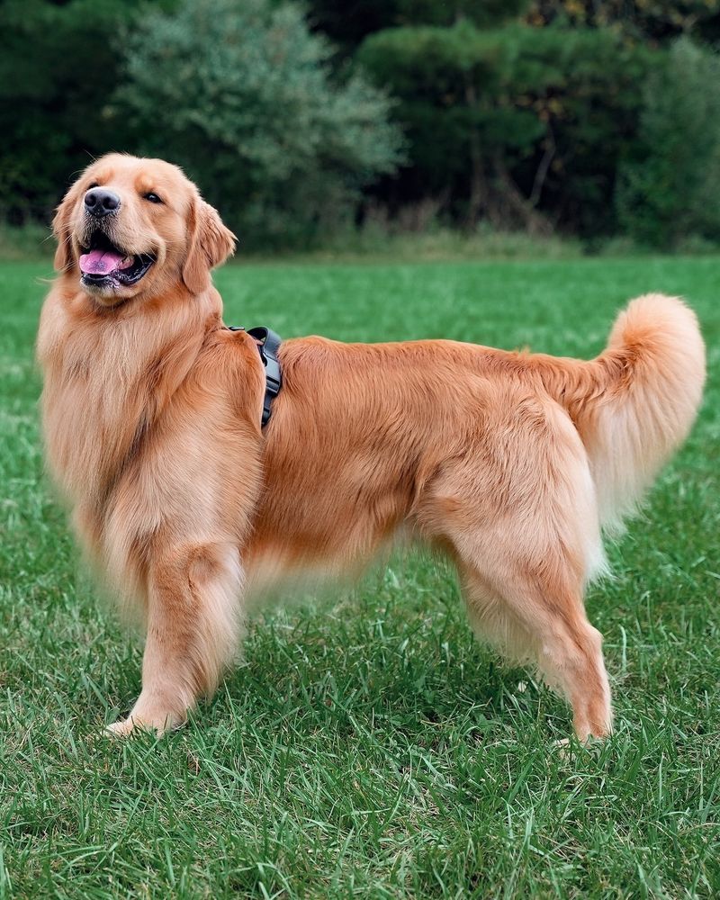 The 5 Hardest and 5 Easiest Dogs Breeds to Train