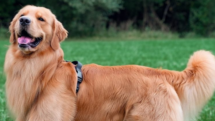 The 5 Hardest and 5 Easiest Dog Breeds to Train