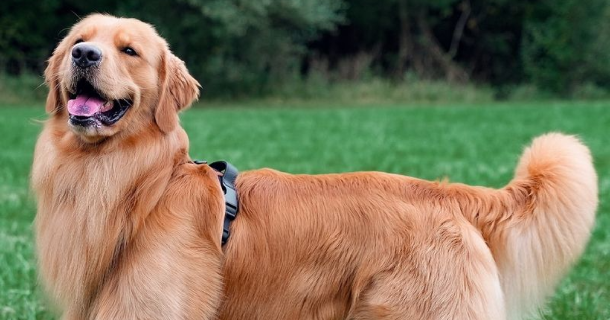 The 5 Hardest and 5 Easiest Dogs Breeds to Train