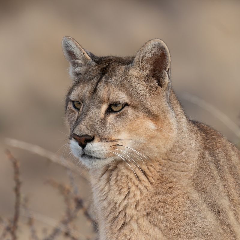 The 9 Fastest Cats That Take the Lead in Nature’s Race