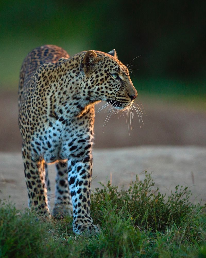 The 9 Fastest Cats That Take the Lead in Nature’s Race