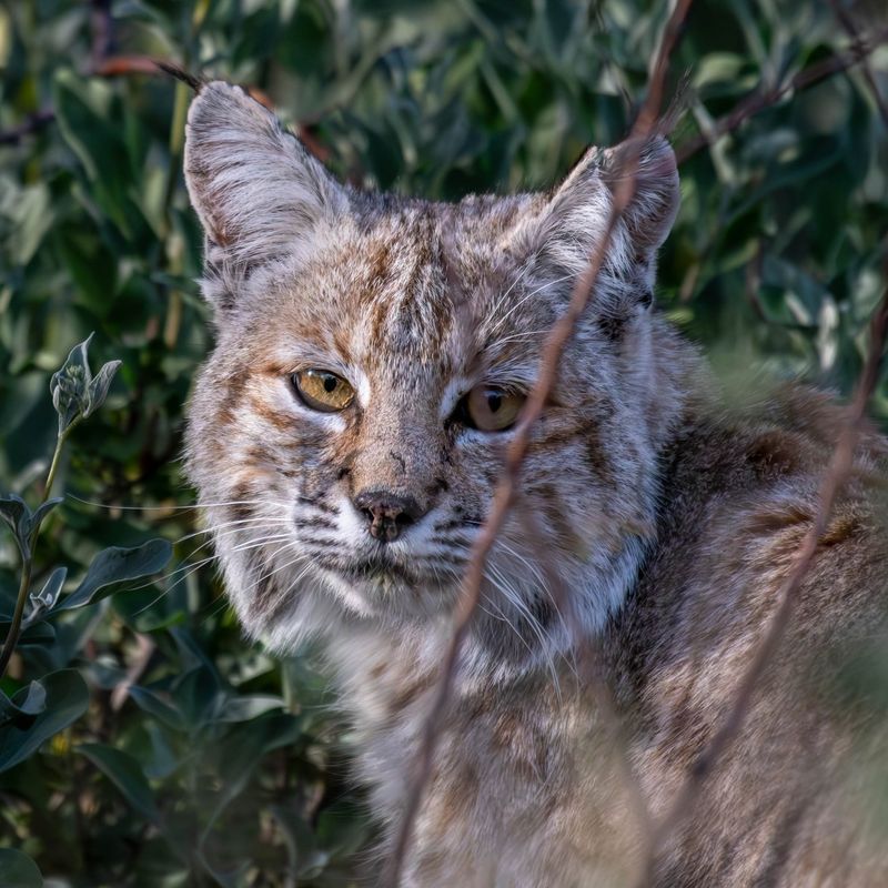 The 9 Fastest Cats That Take the Lead in Nature’s Race