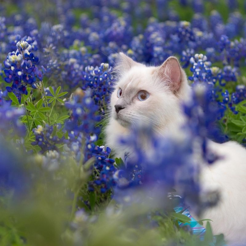 The Amazing Ways Cats Use Their Sense of Smell