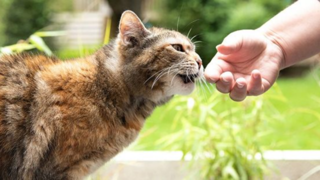 The Amazing Ways Cats Use Their Sense of Smell
