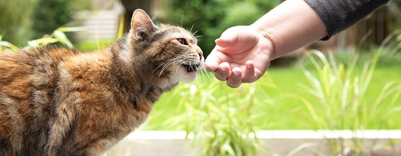 The Amazing Ways Cats Use Their Sense of Smell